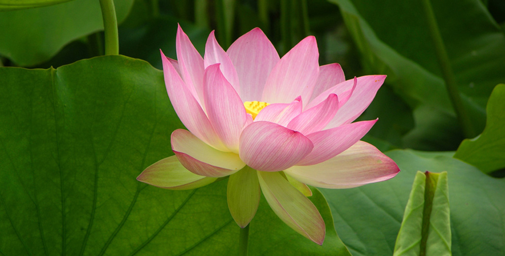 lotus blossom